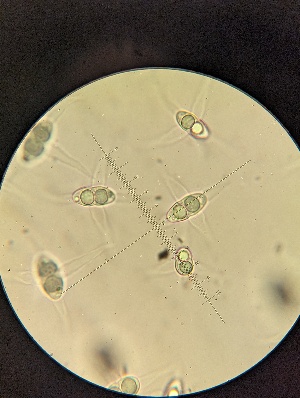 ( - M23KRI55217D1.1)  @11 [ ] by-sa (2025) Norwegian marine fungi Institute of marine research