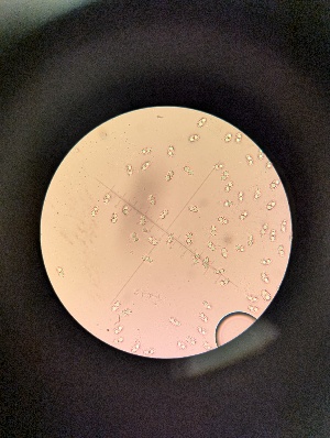 (Toriella - M24MAR0021D1_FB111)  @11 [ ] by-sa (2025) Norwegian marine fungi Institute of marine research