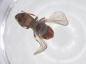  ( - BIOUG12674-A09)  @11 [ ] CreativeCommons - Attribution Share - Alike (2025) Centre for Biodiversity Genomics Centre for Biodiversity Genomics