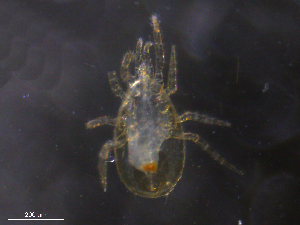 ( - BIOUG12729-C10)  @11 [ ] CreativeCommons - Attribution (2019) CBG Photography Group Centre for Biodiversity Genomics