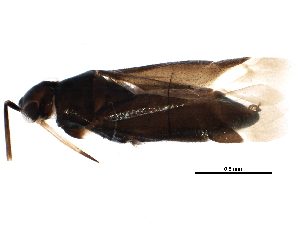  ( - BIOUG12757-F05)  @14 [ ] CreativeCommons - Attribution (2015) CBG Photography Group Centre for Biodiversity Genomics