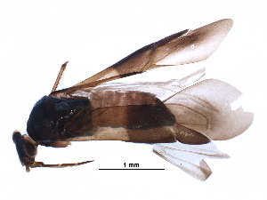  ( - BIOUG12855-G12)  @13 [ ] CreativeCommons - Attribution (2016) CBG Photography Group Centre for Biodiversity Genomics