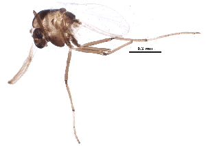  ( - BIOUG13343-C03)  @12 [ ] CreativeCommons - Attribution (2015) CBG Photography Group Centre for Biodiversity Genomics