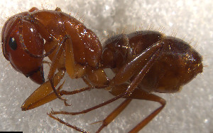  (Camponotus AGC2202 - RE21-NG1-HYM-0057)  @11 [ ] by-nc-sa (2024) Nina Grella University of Bayreuth