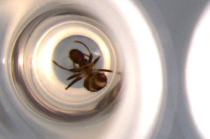  ( - RE21-NG1-HYM-0245)  @11 [ ] CreativeCommons by-nc-sa (2024) Nina Grella University of Bayreuth