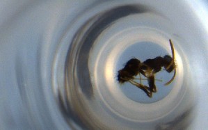  ( - RE21-NG1-HYM-0827)  @11 [ ] CreativeCommons by-nc-sa (2024) Nina Grella University of Bayreuth