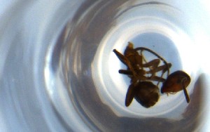  ( - RE21-NG1-HYM-0893)  @11 [ ] CreativeCommons by-nc-sa (2024) Nina Grella University of Bayreuth