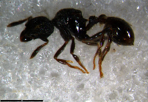  (Strumigenys AGB1702 - RE21-NG1-HYM-1139)  @11 [ ] CreativeCommons by-nc-sa (2024) Nina Grella University of Bayreuth