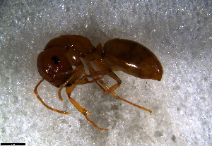  (Camponotus AGC2205 - RE21-NG1-HYM-1196)  @11 [ ] CreativeCommons by-nc-sa (2024) Nina Grella University of Bayreuth