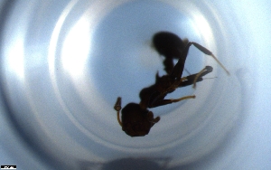  ( - RE21-NG1-HYM-1424)  @11 [ ] CreativeCommons by-nc-sa (2024) Nina Grella University of Bayreuth