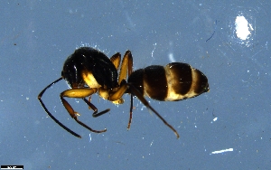  (Camponotus AGC2204 - RE21-NG1-HYM-1651)  @11 [ ] CreativeCommons by-nc-sa (2024) Nina Grella University of Bayreuth