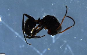  (Camponotus AGC2203 - RE21-NG1-HYM-1946)  @11 [ ] CreativeCommons by-nc-sa (2024) Nina Grella University of Bayreuth