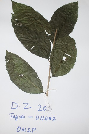  ( - DZ204)  @11 [ ] Unspecified (default): All Rights Reserved  Unspecified Unspecified