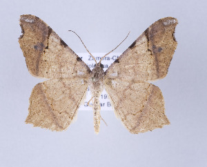  (Macaria gigantata - ID 17251)  @15 [ ] Copyright (2010) Gunnar Brehm Institut fuer Spezielle Zoologie und Evolutionsbiologie, Friedrich-Schiller Universitat Jena