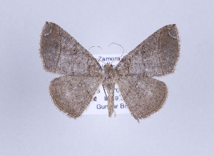  ( - ID 17424)  @14 [ ] Copyright (2010) Gunnar Brehm Institut fuer Spezielle Zoologie und Evolutionsbiologie, Friedrich-Schiller Universitat Jena