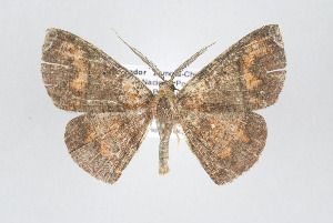  ( - ID 17441)  @13 [ ] Copyright (2010) Gunnar Brehm Institut fuer Spezielle Zoologie und Evolutionsbiologie, Friedrich-Schiller Universitat Jena