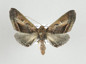  ( - ID 17709)  @14 [ ] Copyright (2010) Gunnar Brehm Institut fuer Spezielle Zoologie und Evolutionsbiologie, Friedrich-Schiller Universitat Jena