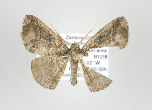  ( - ID 17720)  @13 [ ] Copyright (2010) Gunnar Brehm Institut fuer Spezielle Zoologie und Evolutionsbiologie, Friedrich-Schiller Universitat Jena