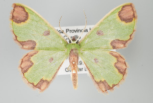  ( - GeoCR 27687)  @11 [ ] Copyright (2010) Gunnar Brehm Institut fuer Spezielle Zoologie und Evolutionsbiologie, Friedrich-Schiller Universitat Jena
