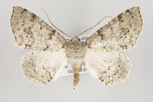  (Brachyctenistis incongruata - ID 16232)  @14 [ ] Copyright (2010) Gunnar Brehm Institut fuer Spezielle Zoologie und Evolutionsbiologie, Friedrich-Schiller Universitat Jena