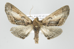  ( - ID 17988)  @14 [ ] Copyright (2010) Gunnar Brehm Institut fuer Spezielle Zoologie und Evolutionsbiologie, Friedrich-Schiller Universitat Jena