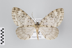  ( - ID 22200)  @13 [ ] Copyright (2011) Gunnar Brehm Institut fuer Spezielle Zoologie und Evolutionsbiologie, Friedrich-Schiller Universitat Jena