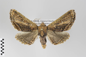 ( - ID 14858)  @14 [ ] Copyright (2011) Gunnar Brehm Institut fuer Spezielle Zoologie und Evolutionsbiologie, Friedrich-Schiller Universitat Jena