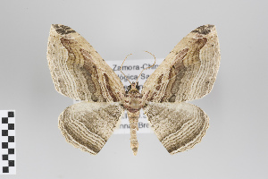  (Euphyia sturnularia - ID 18276)  @13 [ ] Copyright (2011) Gunnar Brehm Institut fuer Spezielle Zoologie und Evolutionsbiologie, Friedrich-Schiller Universitat Jena