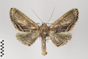  (Pero turba - ID 22019a)  @15 [ ] Copyright (2011) Gunnar Brehm Institut fuer Spezielle Zoologie und Evolutionsbiologie, Friedrich-Schiller Universitat Jena