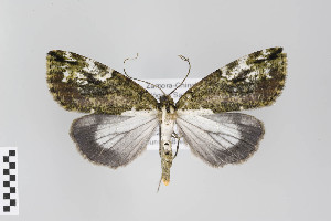  ( - ID 22802)  @14 [ ] Copyright (2011) Gunnar Brehm Institut fuer Spezielle Zoologie und Evolutionsbiologie, Friedrich-Schiller Universitat Jena