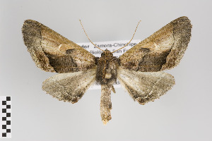  (Pero caliginosa - ID 18638)  @15 [ ] Copyright (2011) Gunnar Brehm Institut fuer Spezielle Zoologie und Evolutionsbiologie, Friedrich-Schiller Universitat Jena