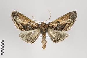  ( - ID 18639)  @14 [ ] Copyright (2011) Gunnar Brehm Institut fuer Spezielle Zoologie und Evolutionsbiologie, Friedrich-Schiller Universitat Jena