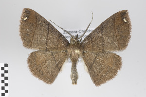 ( - ID 18889)  @14 [ ] Copyright (2013) Gunnar Brehm Institut fuer Spezielle Zoologie und Evolutionsbiologie, Friedrich-Schiller Universität Jena