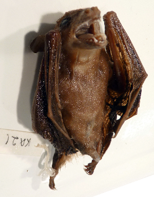  (Syconycteris - USNM591084)  @13 [ ] Copyright (2012) Kris Helgen National Museum of Natural History