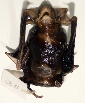 (Emballonura furax - USNM591141)  @12 [ ] Copyright (2012) Kris Helgen National Museum of Natural History