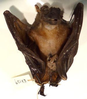  (Paranyctimene raptor - USNM591189)  @13 [ ] Copyright (2012) Kris Helgen National Museum of Natural History