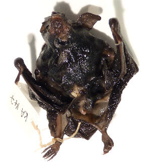  (Myotis moluccarum - USNM591205)  @12 [ ] Copyright (2012) Kris Helgen National Museum of Natural History