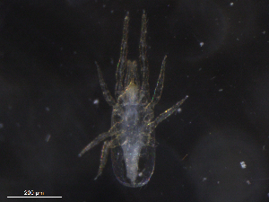  ( - BIOUG07217-F06)  @11 [ ] CreativeCommons - Attribution (2019) CBG Photography Group Centre for Biodiversity Genomics