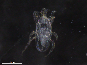  ( - BIOUG07217-G03)  @11 [ ] CreativeCommons - Attribution (2019) CBG Photography Group Centre for Biodiversity Genomics