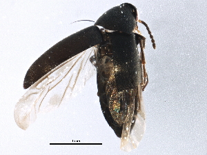  (Anaspis rayi - BIOUG07500-A07)  @13 [ ] CreativeCommons - Attribution (2014) CBG Photography Group Centre for Biodiversity Genomics