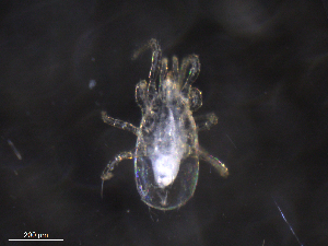 ( - BIOUG07587-H08)  @11 [ ] CreativeCommons - Attribution (2019) CBG Photography Group Centre for Biodiversity Genomics