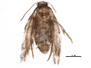  (Ectoedemia marmaropa - BIOUG07813-E03)  @12 [ ] CreativeCommons - Attribution (2015) CBG Photography Group Centre for Biodiversity Genomics