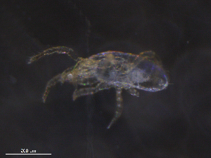  ( - BIOUG07884-B01)  @11 [ ] CreativeCommons - Attribution (2019) CBG Photography Group Centre for Biodiversity Genomics