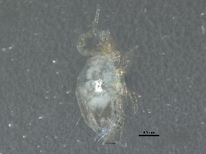  ( - BIOUG07884-C01)  @11 [ ] CreativeCommons - Attribution (2014) CBG Photography Group Centre for Biodiversity Genomics