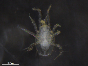  ( - BIOUG07884-C04)  @11 [ ] CreativeCommons - Attribution (2019) CBG Photography Group Centre for Biodiversity Genomics