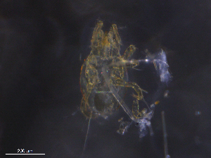  ( - BIOUG07884-D02)  @11 [ ] CreativeCommons - Attribution (2019) CBG Photography Group Centre for Biodiversity Genomics