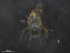  ( - BIOUG07884-D03)  @11 [ ] CreativeCommons - Attribution (2019) CBG Photography Group Centre for Biodiversity Genomics