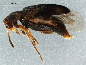  ( - BIOUG07256-B04)  @13 [ ] CreativeCommons - Attribution (2014) CBG Photography Group Centre for Biodiversity Genomics
