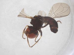  ( - BIOUG08159-B02)  @11 [ ] CreativeCommons - Attribution Share - Alike (2025) Centre for Biodiversity Genomics Centre for Biodiversity Genomics