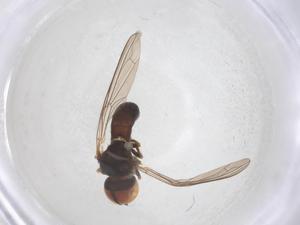  ( - BIOUG08160-G02)  @11 [ ] CreativeCommons - Attribution Share - Alike (2025) Centre for Biodiversity Genomics Centre for Biodiversity Genomics